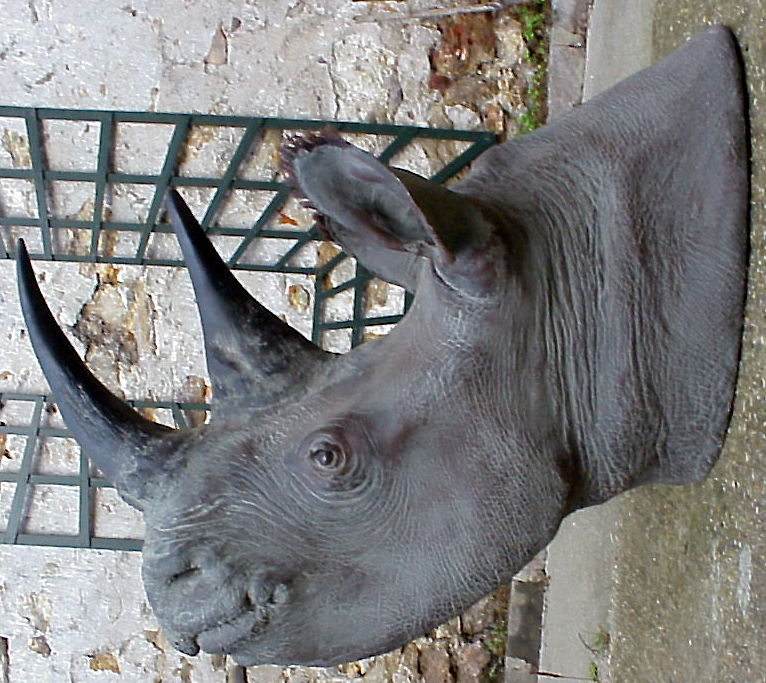 TETE DE RHINOCEROS NOIR