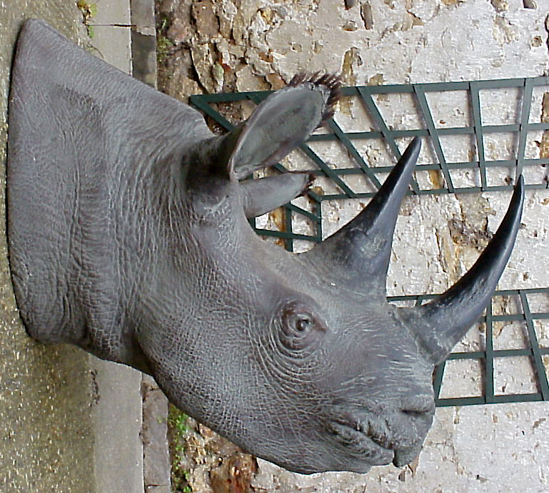 TETE DE RHINOCEROS NOIR