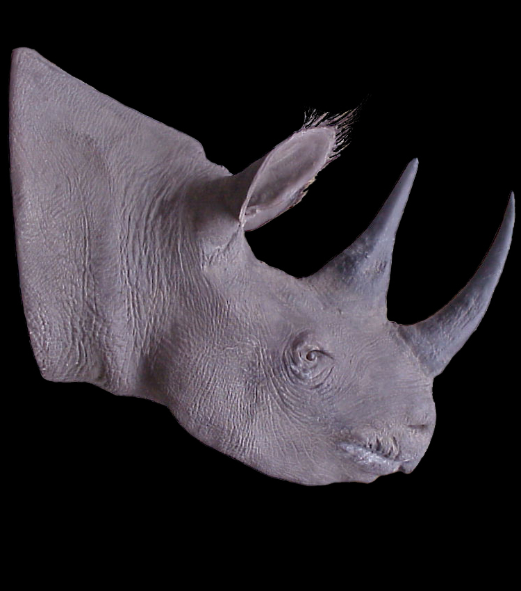 tete de rhinoceros