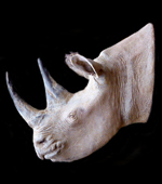 tete de rhinoceros