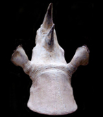 tete de rhinoceros