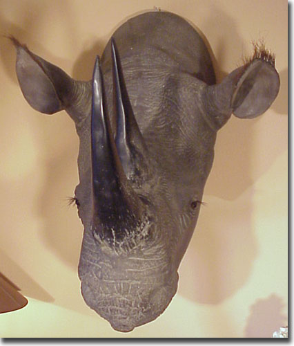 tête de rhinocéros