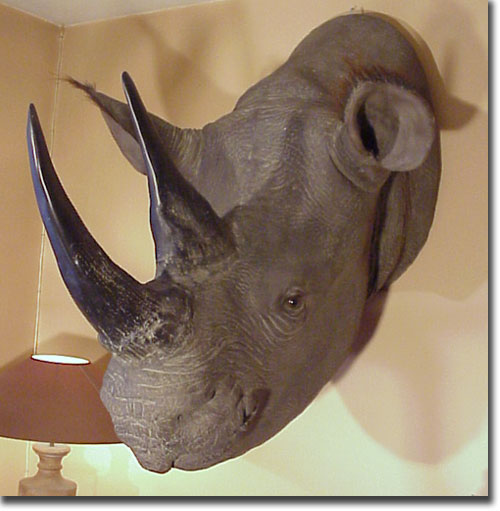 tete de rhinoceros