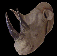 tete de rhinoceros