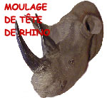 TETE DE RHINOTête de rhinoceros optimum